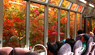 紅葉(11月上旬〜下旬)