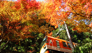 紅葉(11月上旬〜下旬)