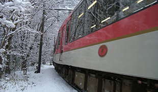 雪もみじ(降雪のとき)